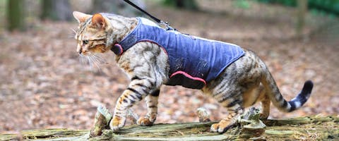Best type of cat harness best sale